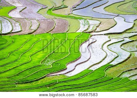 the colors on the rice rice