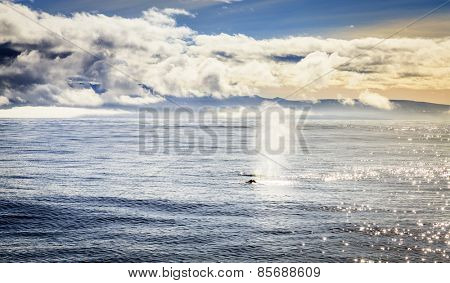 Humpback whale blowing water in the Skjalfandi Bay in Northern Iceland