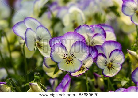 Color Pancy Flower