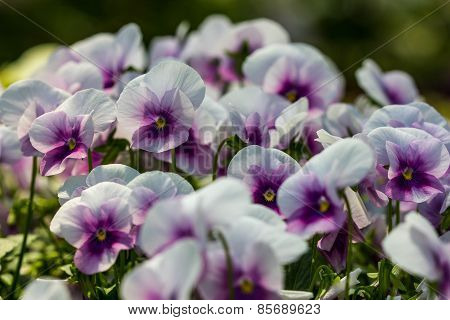 Color Pancy Flower