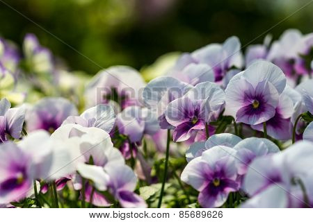Color Pancy Flower