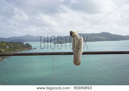 A Parrot Standing On Balcony