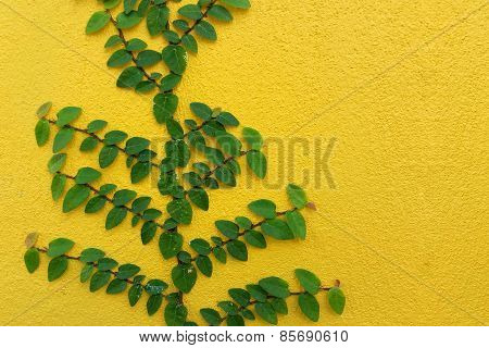 Coatbuttons Mexican Daisy Plant On Yellow Wall