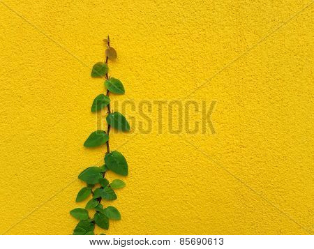 Coatbuttons Mexican Daisy Plant On Yellow Wall