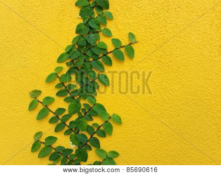 Coatbuttons Mexican Daisy Plant On Yellow Wall