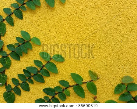 Coatbuttons Mexican Daisy Plant On Yellow Wall