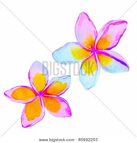 plumeria / frangipani flowers in watercolor