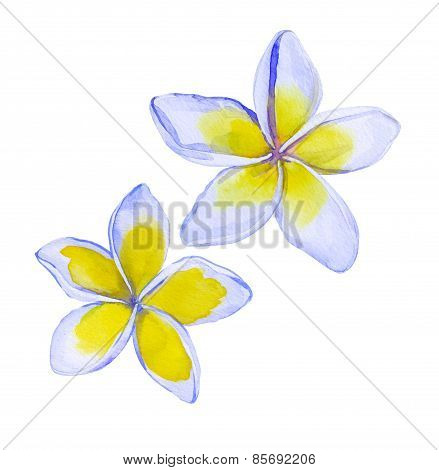 plumeria / frangipani flowers in watercolor