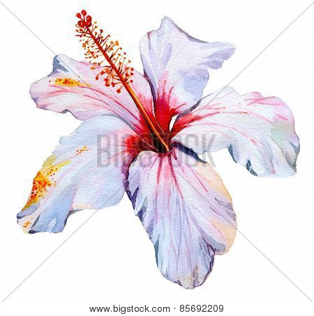 hibiscus flower isolated on white