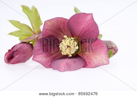 Spring Flower Of Red Helleborus With Buds