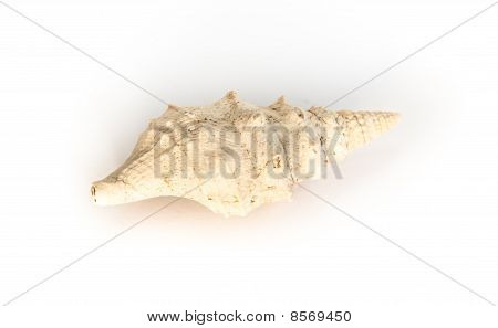 Schnecke - Clavatula