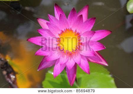 pink water lily