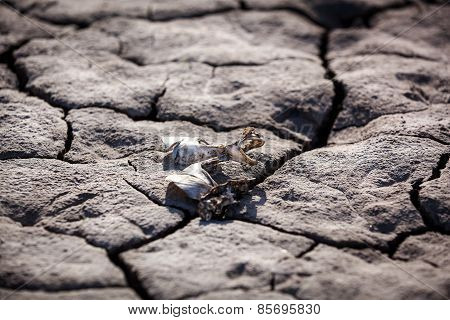 Drought, dry cracked earth