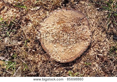 Closeup Of Stump