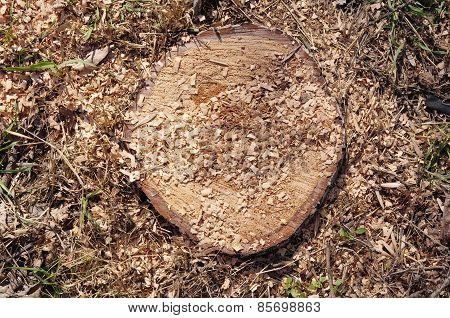 Closeup Of Stump