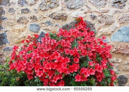 Big Bush Of An Red Azalea