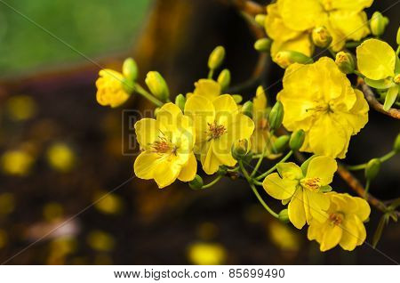 Flower