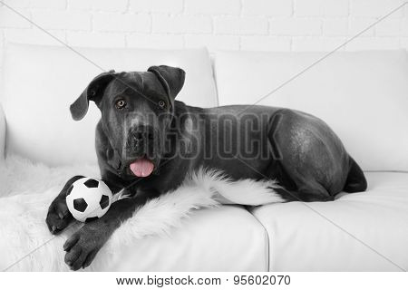 Cane corso italiano dog lying on sofa with ball at home