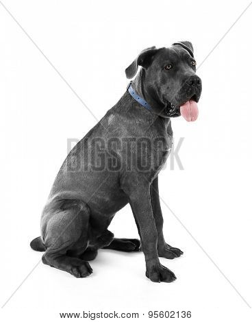 Cane corso italiano dog, isolated on white