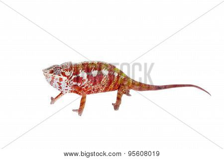 The panther chameleon, Furcifer pardalis on white
