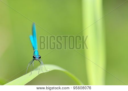 Dragonfly In Forest