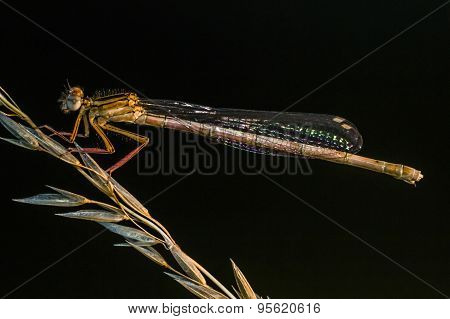 Small bluetail (ischnura Pumilio)