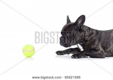 Dog And Tennis Ball
