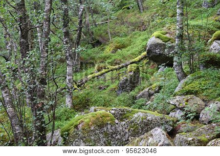 Norway Nature