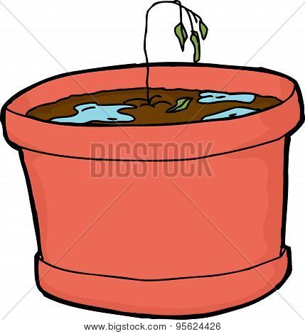 Over-watered Seedling