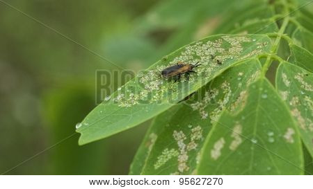 Locust Leafminer (Odontota dorsalis). Orange and Black Insect.