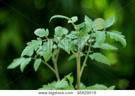 Tomato Plant