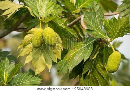 Breadfruit On A Tree