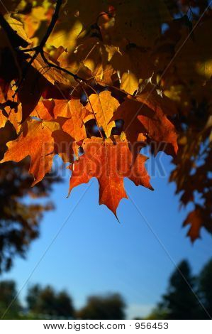 Backlit_Leafs_Fall_1006_003