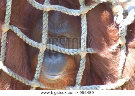 Orangután