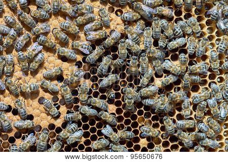 Bees At Work