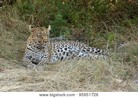 Leopard In Botswana