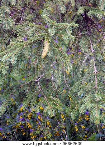 Fir cone and cow-wheats