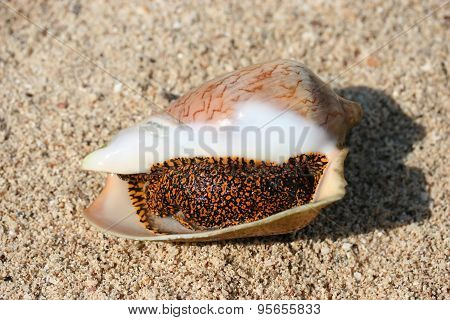 Live Clam Lies On The Beach In The Sand In The Rays Of The Evening Sun