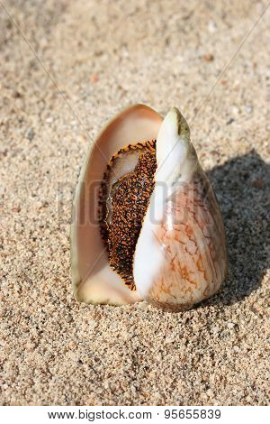 Live Clam Lies On The Beach In The Sand In The Rays Of The Evening Sun