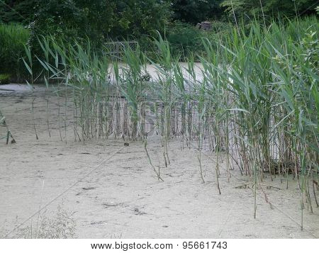 Duckweed Covered Lake