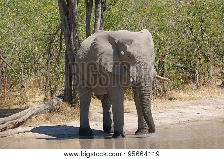 Elephant In Botswana