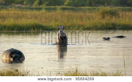 Hippos In Botswana