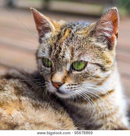 Cat head brigh colours