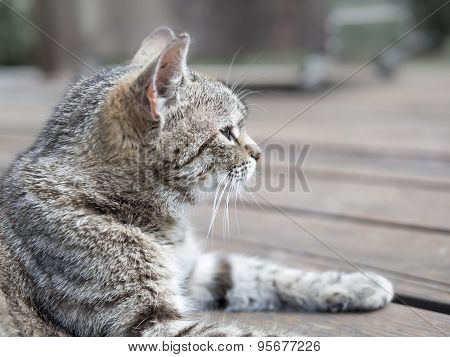 Cat lying profile soft colours