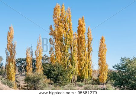Autumn Poplar Grove Scene In The Free State