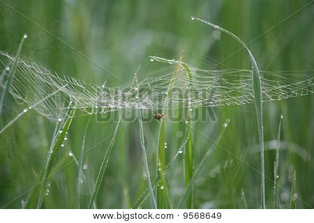 Spider na webu