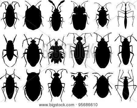 bugs collection - vector