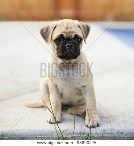  a cute chihuahua pug mix puppy (chug) looking at the camera with a head tilt in front of a fenced in pool in a backyard during summer 