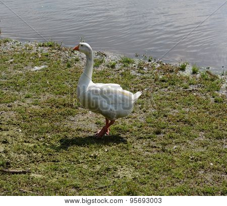 White Goose