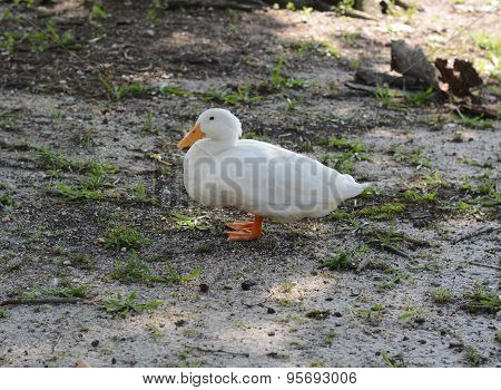 White Duck